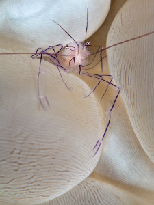Bubble Coral Shrimp - Canon G10 by Stephen Holinski 